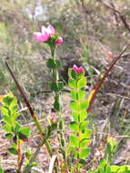 Image of Australian Native Rose