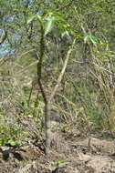 Imagem de Jatropha macrocarpa Griseb.