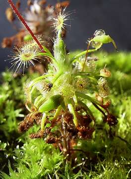 Image of Drosera dichrosepala Turcz.