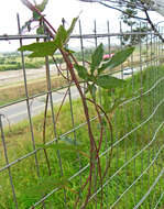 Image de Passiflora caerulea L.