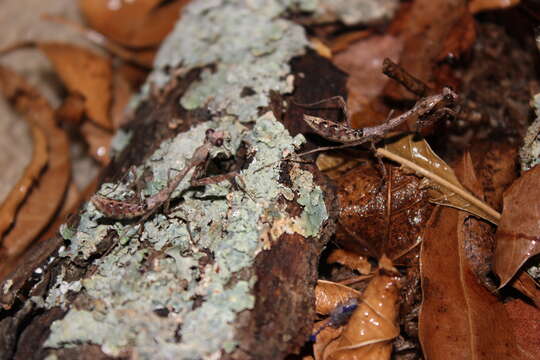 Image of Malaysian dead leaf mantis