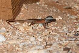 Image of Red-sided Rainbow-skink