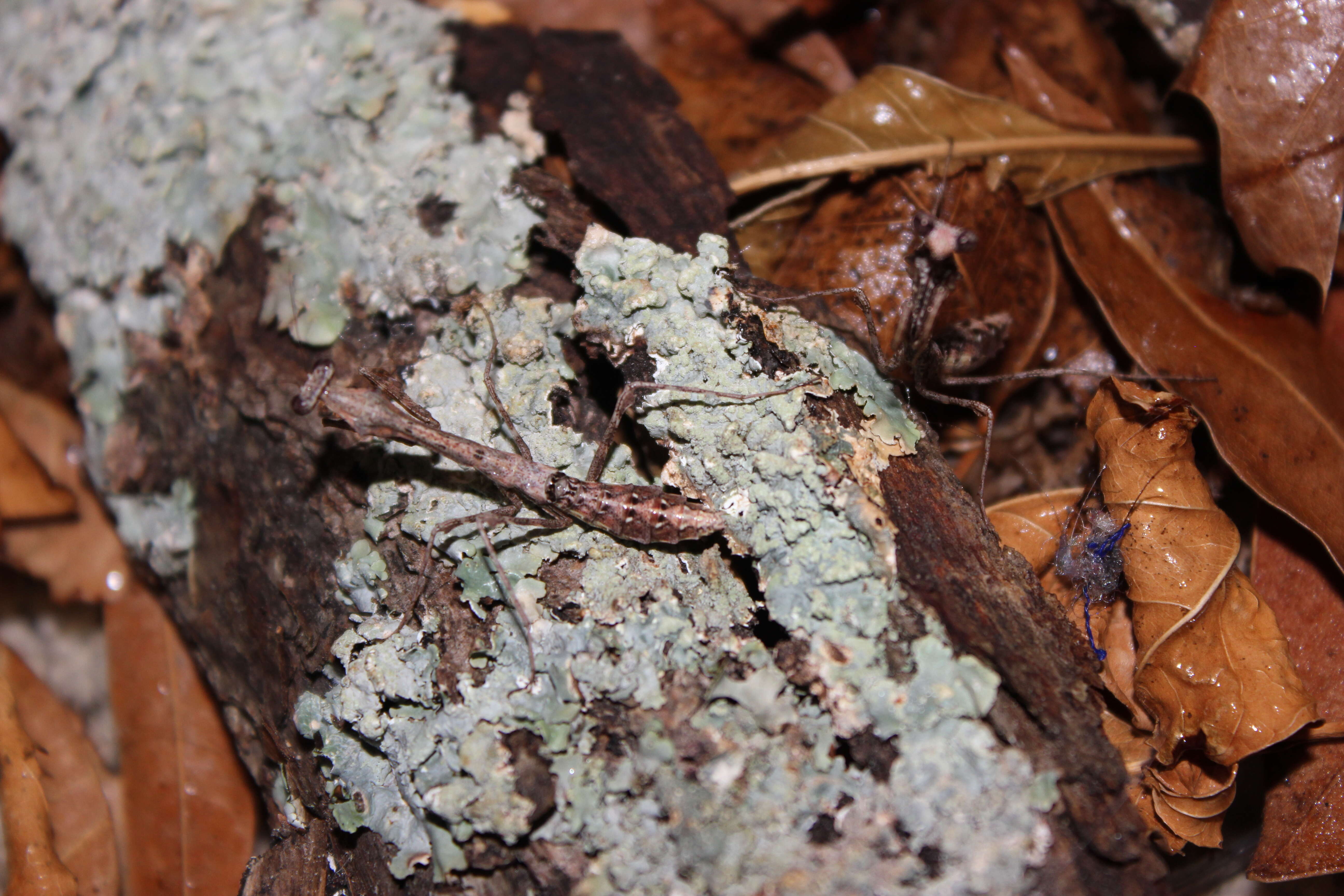 Image of Malaysian dead leaf mantis