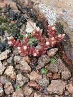 Image of Sedum vinicolor S. Wats.