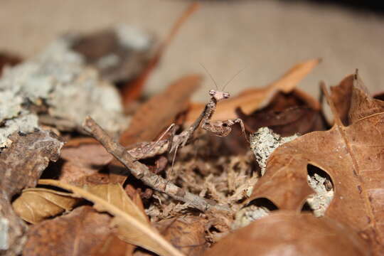 Image of Malaysian dead leaf mantis