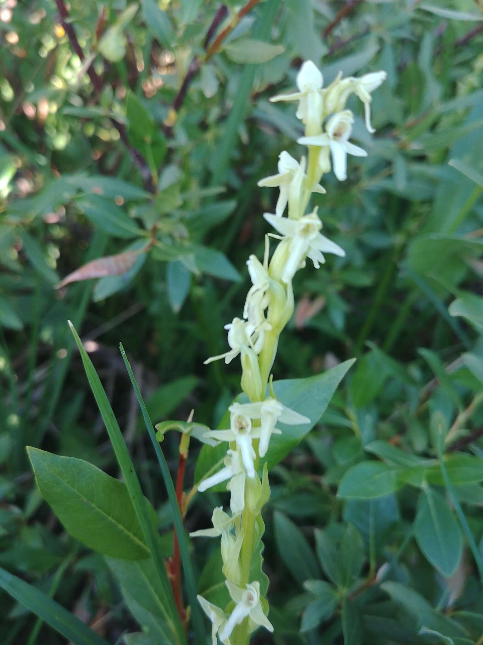 Imagem de Platanthera estesii W. J. Schrenk