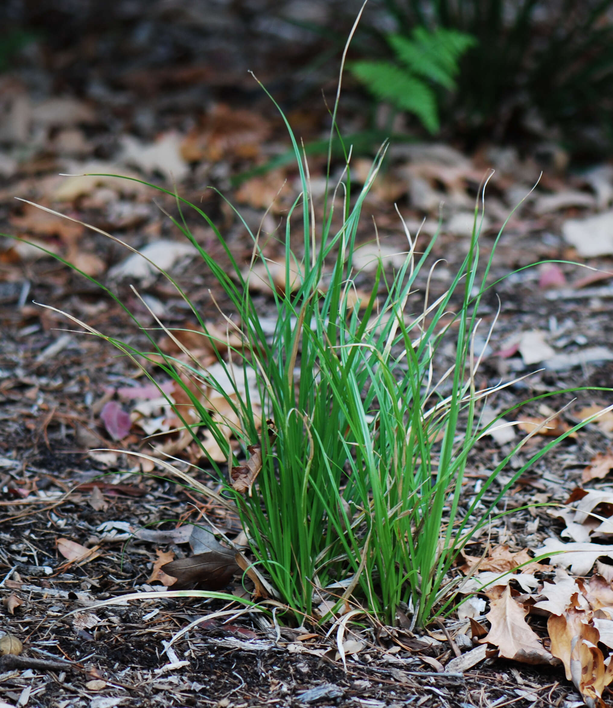 Image de Libertia paniculata (R. Br.) Spreng.