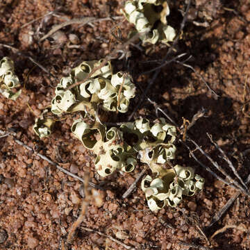 Imagem de Xanthoparmelia semiviridis (F. Muell. ex Nyl.) O. Blanco, A. Crespo, Elix, D. Hawksw. & Lumbsch