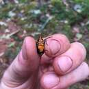 Image of Florida Predatory Stink Bug