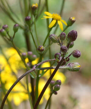 Image of golden ragwort