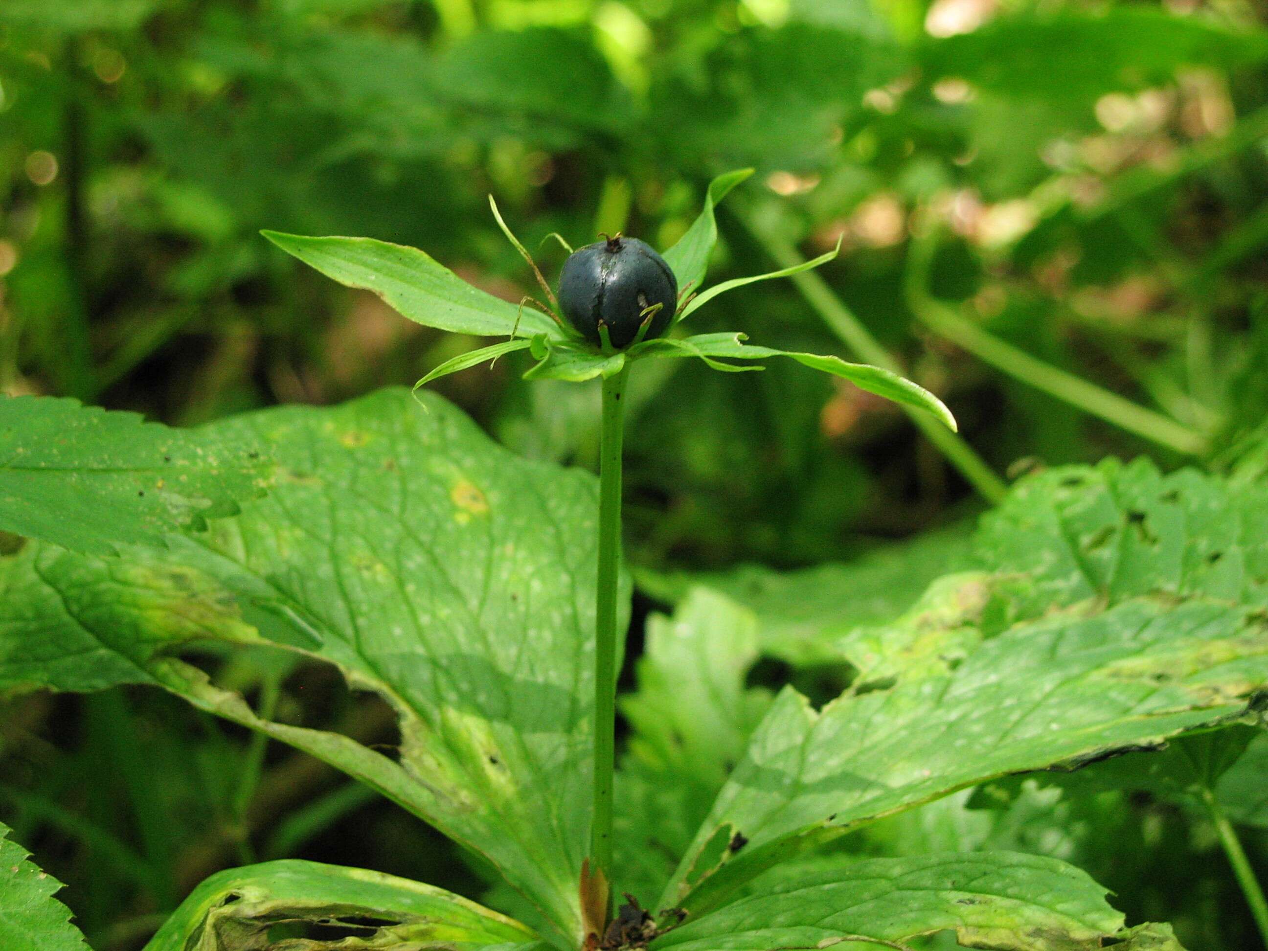 Image of herb Paris