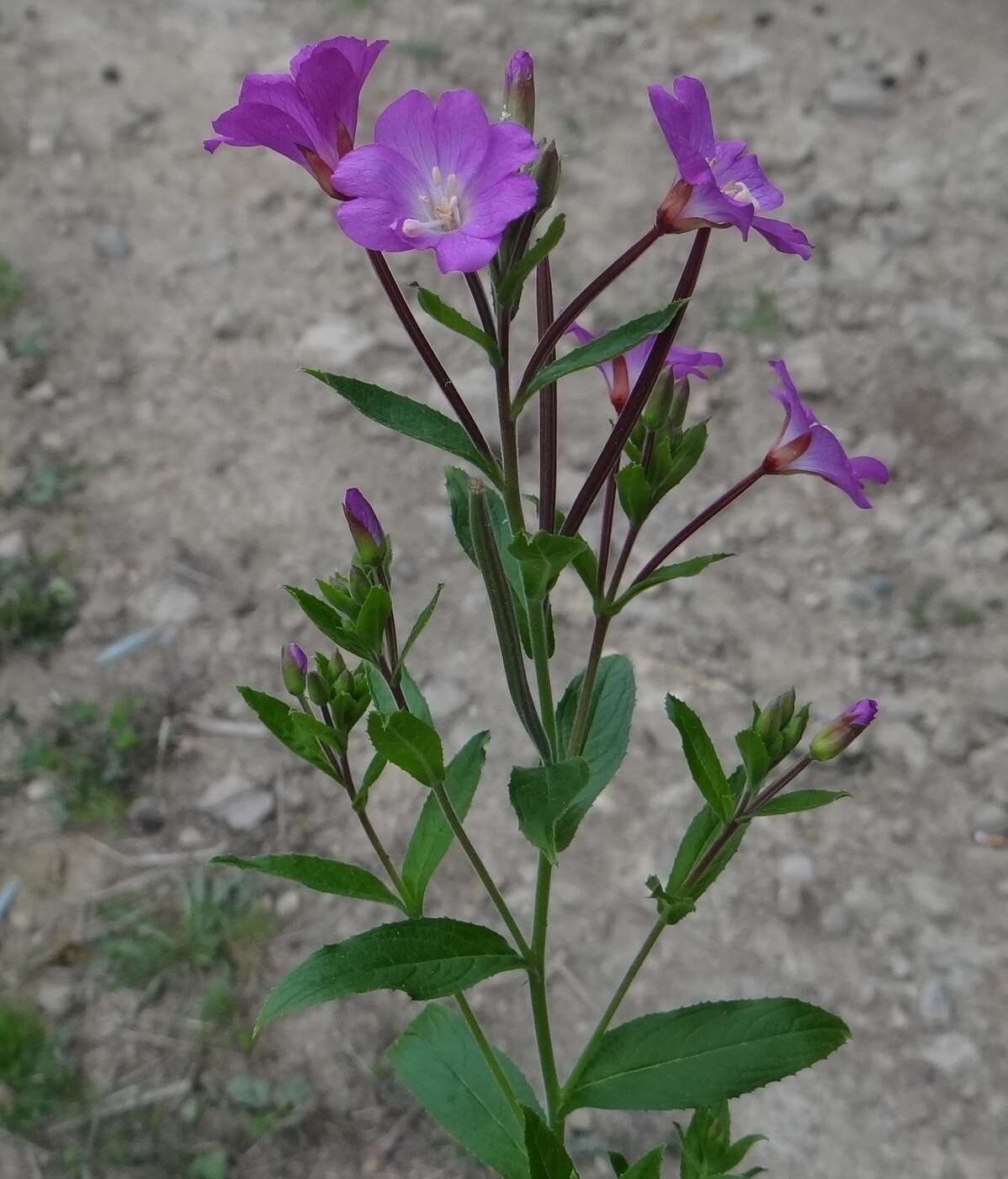 Image of Great Willowherb