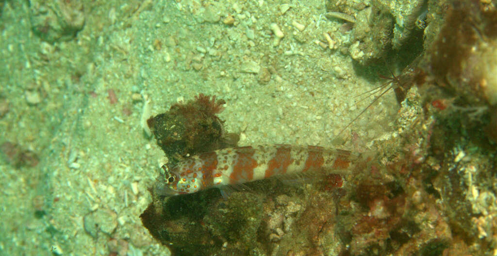 Image of Broad-banded shrimpgoby