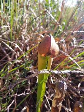 Image of Hooded Pitcherplant