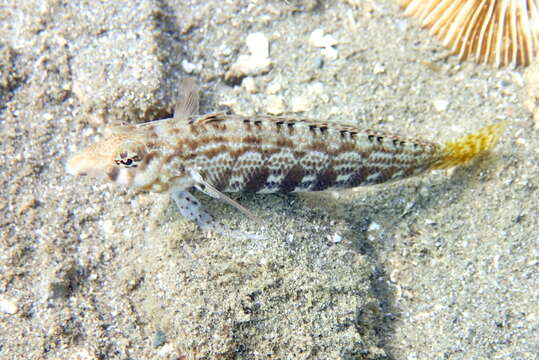 Image of Nosestripe grubfish