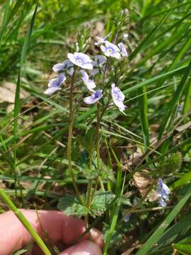 Image of Veronica vindobonensis (M. Fisch.) M. Fisch.