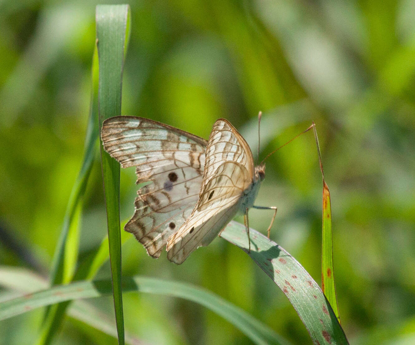 Image of White Peacock