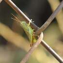 Image of Yarrow's Grasshopper