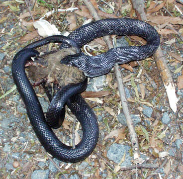 Image of Rat snakes