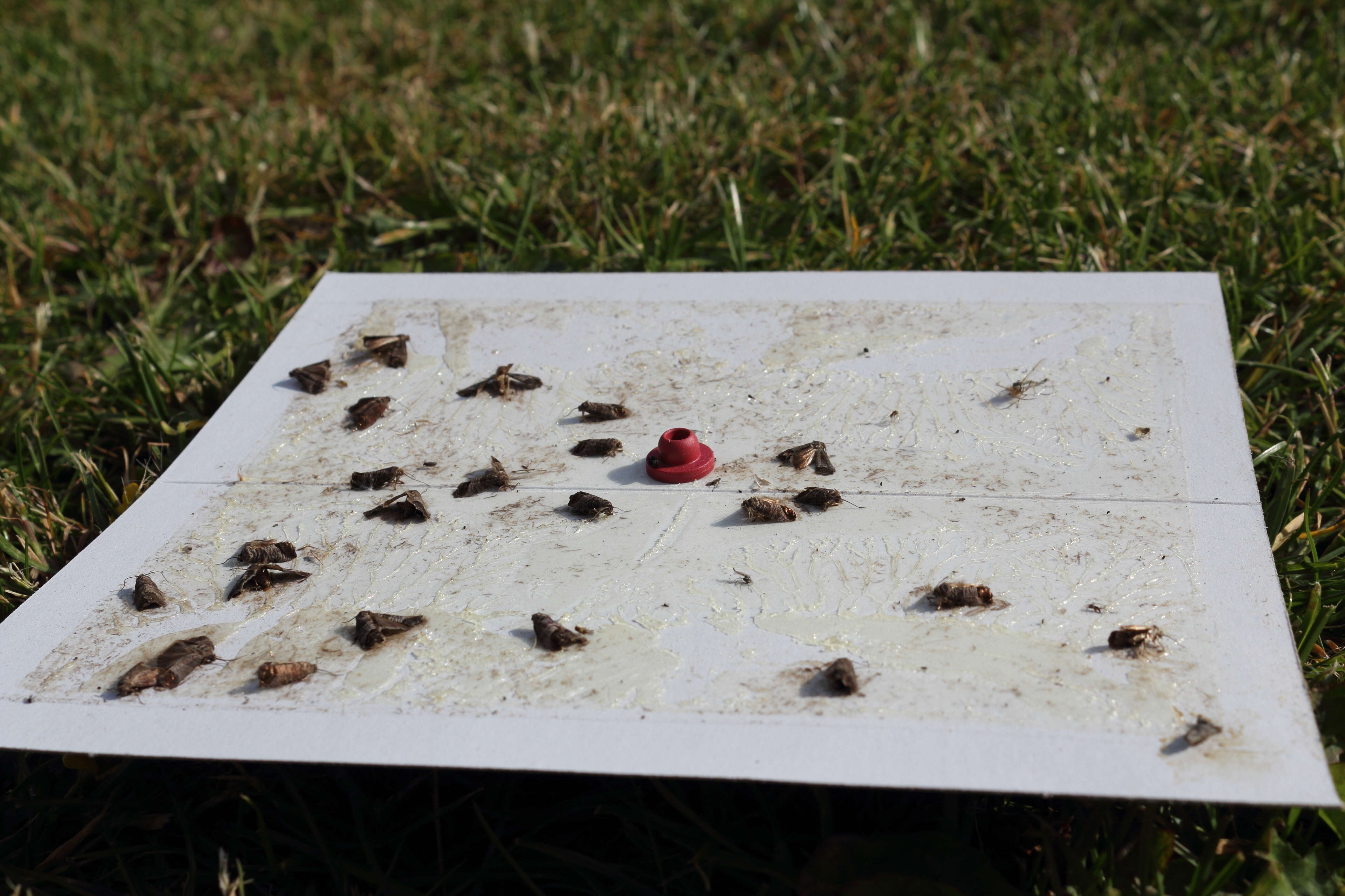 Image of codling moth