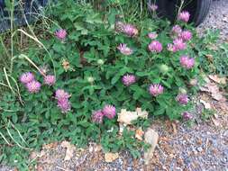 Image of zigzag clover