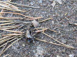 Image of Heath tiger beetle