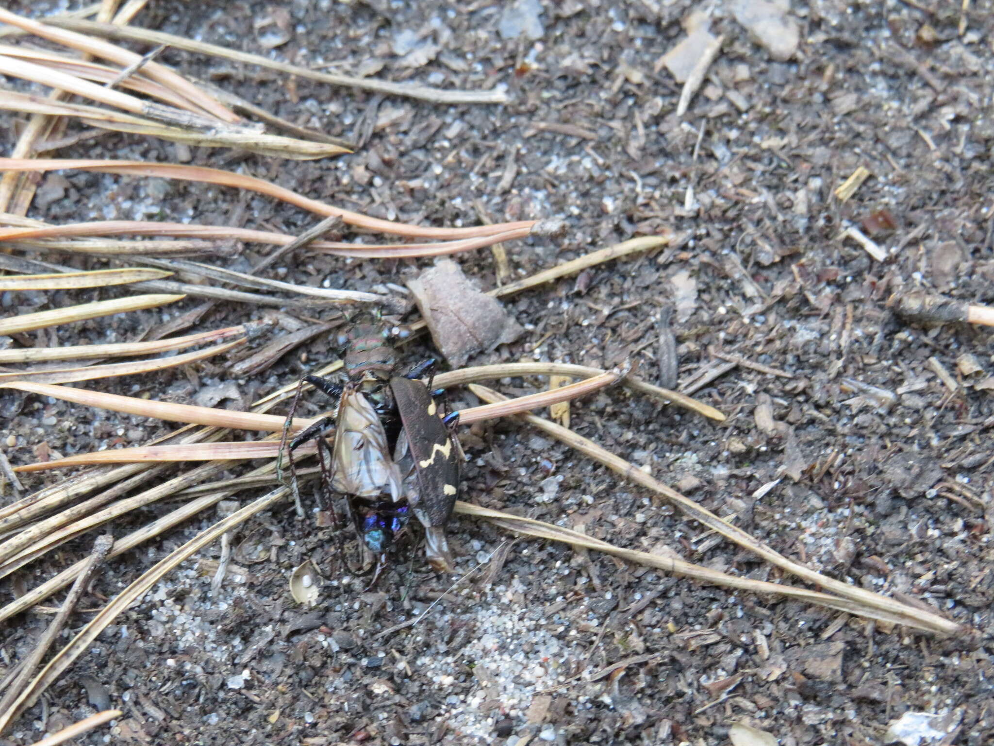 Image of Heath tiger beetle