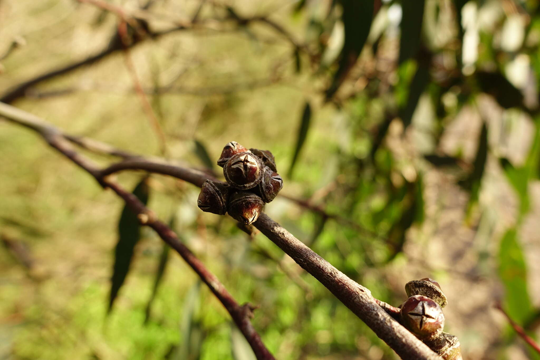 Слика од Eucalyptus camaldulensis subsp. camaldulensis