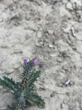 Image of gray vervain