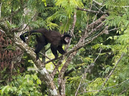 Image of Black Capuchin