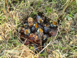 Image of Common carder bumblebee