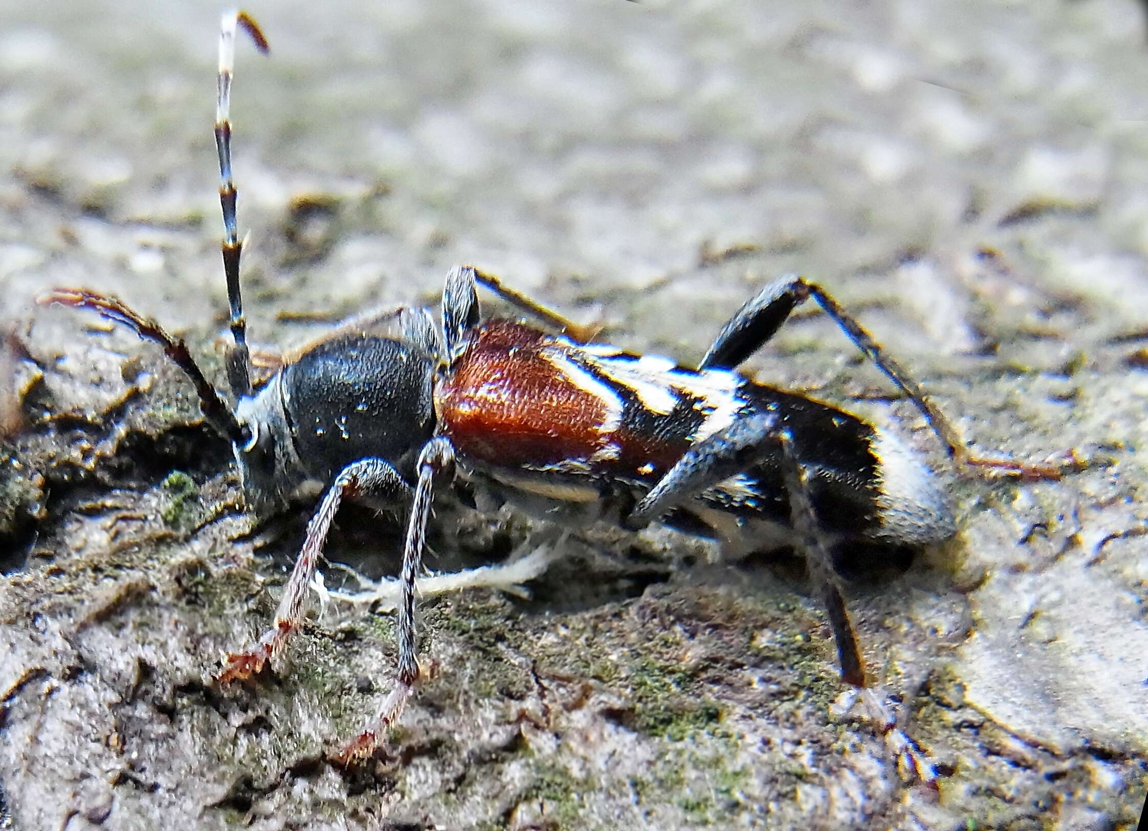 Image of grey-coated longhorn beetle