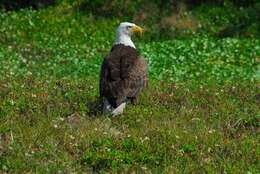 Image of Bald Eagle