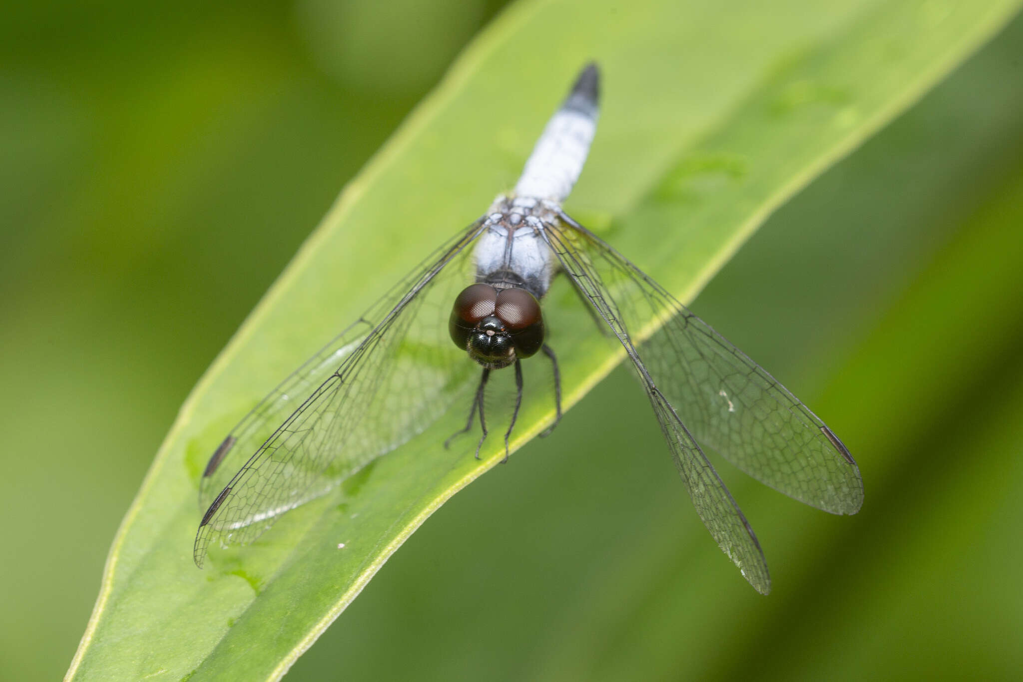 Слика од Aethriamanta gracilis (Brauer 1878)