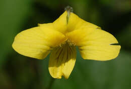 Image of downy yellow violet