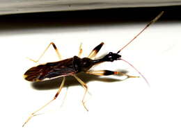 Image of Long-necked Seed Bugs