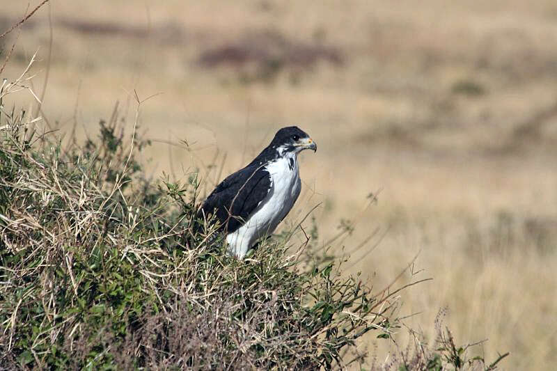 Image of Augur Buzzard