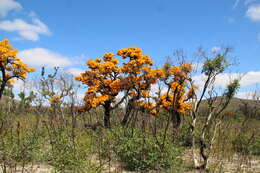 Plancia ëd Nuytsia floribunda (Labill.) R. Br.