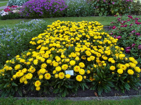 Image of bracted strawflower