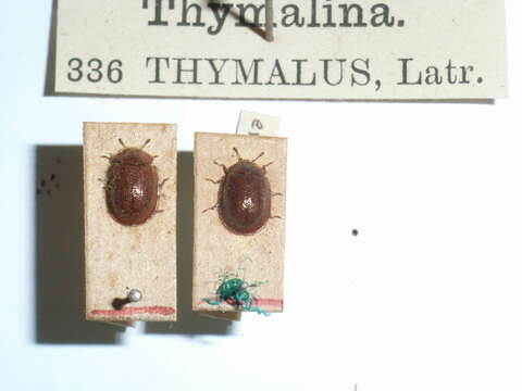 Image of Thymalus limbatus