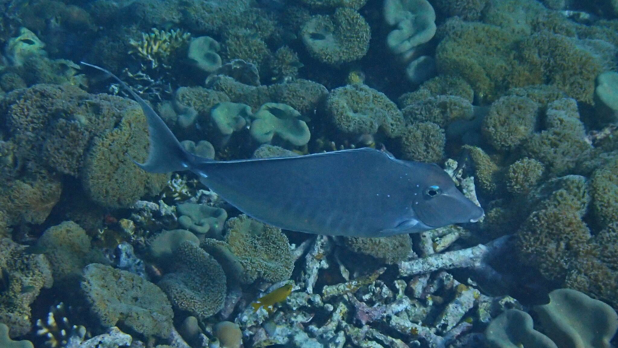 Image of Humpback Unicornfish