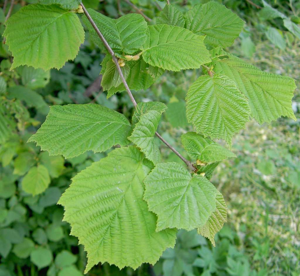 Image of Cobnut