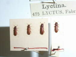 Image of Lyctus