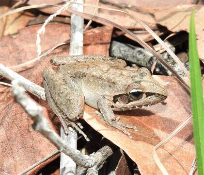 Litoria latopalmata Günther 1867的圖片