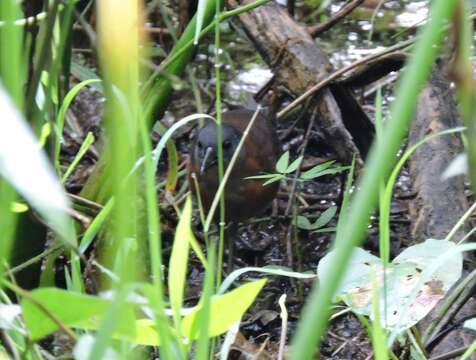 Image of Ruddy Crake