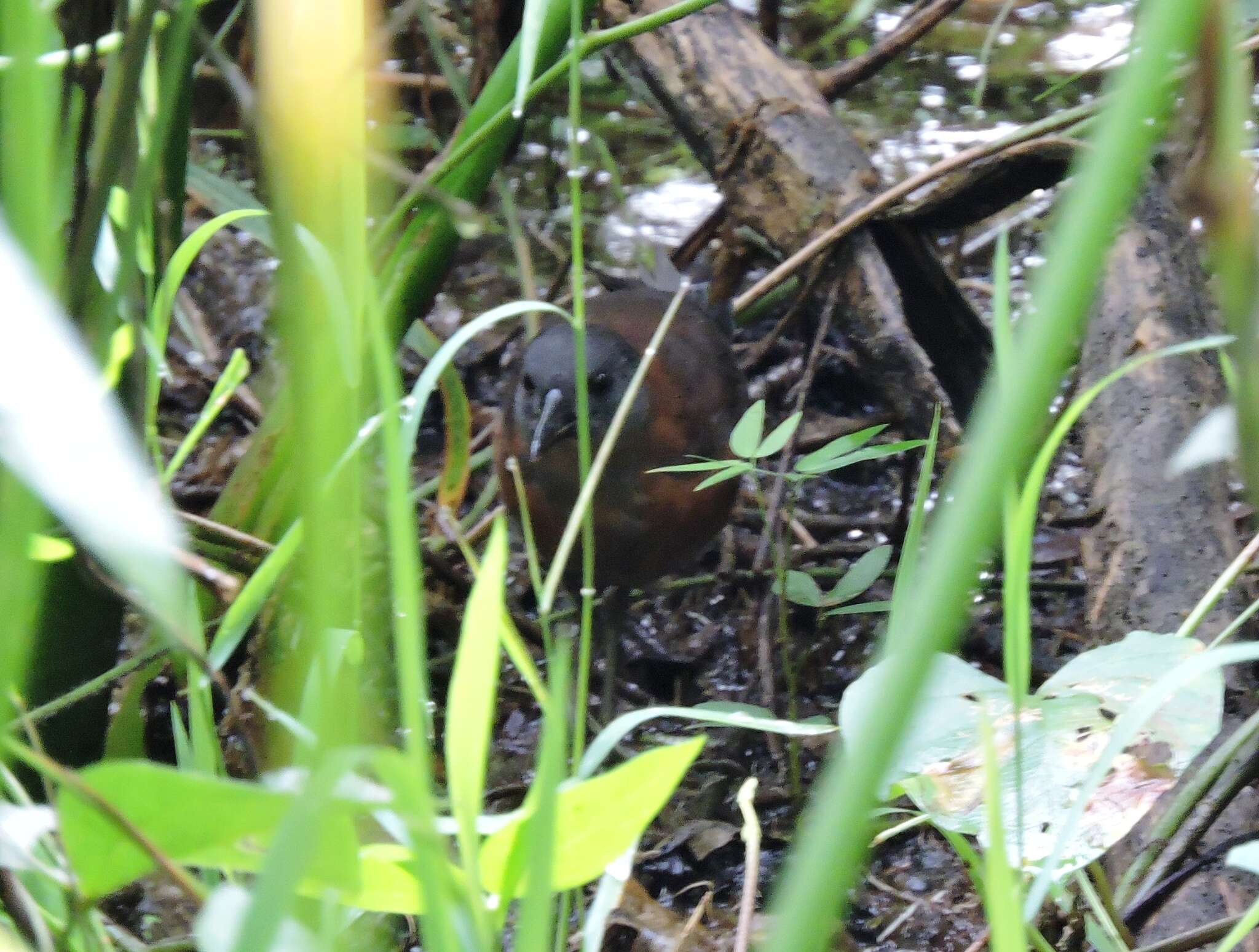 Image of Ruddy Crake