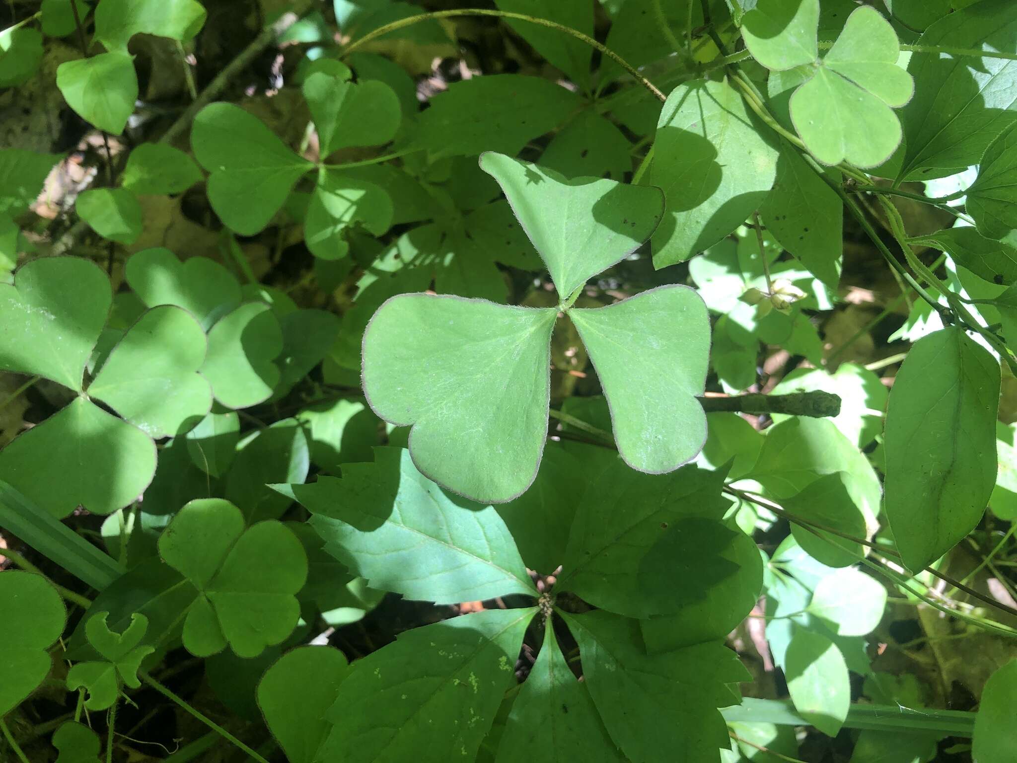 Sivun Oxalis grandis Small kuva