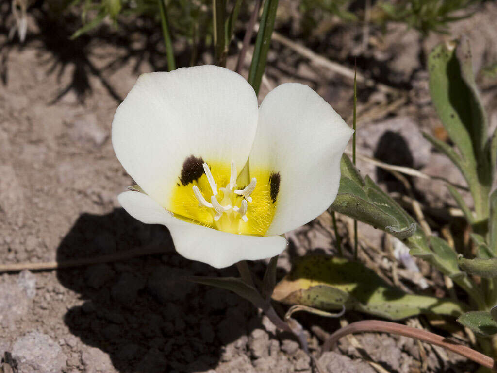 Calochortus leichtlinii Hook. fil. resmi