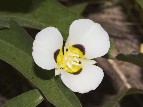 Calochortus leichtlinii Hook. fil. resmi