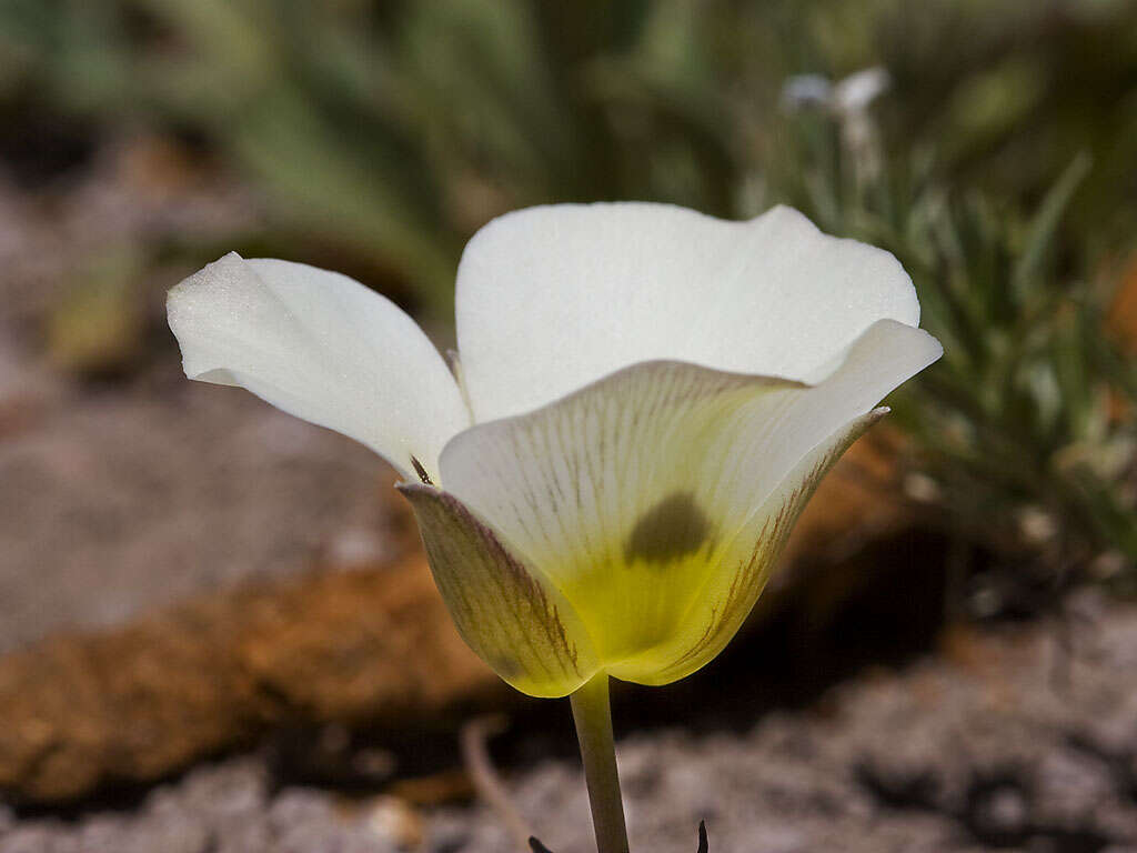 Calochortus leichtlinii Hook. fil. resmi